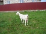 Зааненские козы - фотография №3