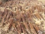 Сеянцы уссурийской груши для зимневого подвоя - фотография №1