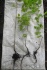 Сеянцы уссурийской груши для зимневого подвоя - фотография №2