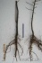 Сеянцы уссурийской груши для зимневого подвоя - фотография №4