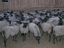 Продам овец романовской породы - фотография №1