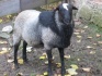 Продам овец романовской породы - фотография №2