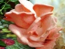 Вешенка розовая – семена - фотография №3