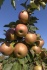 Яблоки оптом от производителя - фотография №4