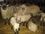 Продаю овец в нижегородской области - фотография №1