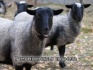 Продаю овец в нижегородской области - фотография №2