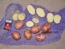 Реализуем семенной картофель оптом - фотография №1
