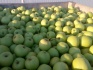Яблоко крым - фотография №2