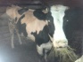 Корова и телка - фотография №1