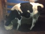 Корова и телка - фотография №2