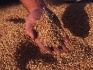 Комбикорм зерно отруби добавки для животных - фотография №3