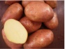 Сельхоз предприятие реализует картофель оптом - фотография №2
