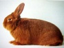 Продам мини-кроликоферму - фотография №1