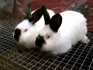 Продам мини-кроликоферму - фотография №2