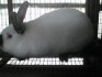Кролики калифорния - фотография №3