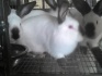 Кролики калифорния - фотография №5