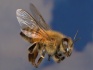 Пчелопакеты карпатка в томск доставка бесплатная - фотография №4