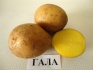 Картофель гала от производителя оптом - фотография №1