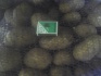 Картофель оптом от производителя 9 р/кг - фотография №4
