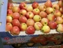Яблоки оптом от производителя - фотография №1