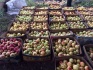 Продаю яблоки зимних сортов (голден, семеренко, антоновка) в г нижни - фотография №1