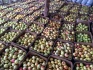 Продаю яблоки зимних сортов (голден, семеренко, антоновка) в г нижни - фотография №2
