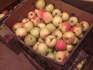 Продаю яблоки зимних сортов (голден, семеренко, антоновка) в г нижни - фотография №3