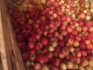 Продаю яблоки зимних сортов (голден, семеренко, антоновка) в г нижни - фотография №4