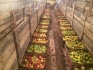 Продаю яблоки зимних сортов (голден, семеренко, антоновка) в г нижни - фотография №5
