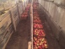 Продаю яблоки зимних сортов (голден, семеренко, антоновка) в г нижни - фотография №6
