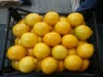 Лимоны турция - фотография №1