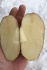 Семенной картофель янка 2-реп от кфх - фотография №1