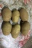 Семенной картофель янка 2-реп от кфх - фотография №2
