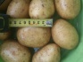 Картофель в москве по 11р, мелким и крупным оптом. - фотография №1