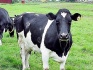 Крс живым весом на забой, лежачие коровы вышка, средний, н ср,тощак - фотография №1