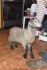 Продаю нубийских козлят - фотография №2