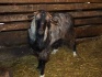 Продаю нубийских козлят - фотография №5