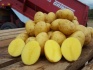 Семенной картофель - фотография №2