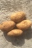Картофель египет - фотография №1