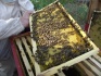 Продажа пчелосемей - фотография №2