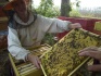 Продажа пчелосемей - фотография №3