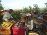 Продажа пчелосемей - фотография №5