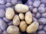 Кфх реализует картофель сорта уладар калибра 5+ - фотография №3