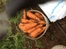 Морковь - фотография №3