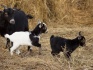 Породные камерунские козы - фотография №2