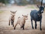 Породные камерунские козы - фотография №6
