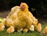 Муларды,гусята,цыплята,утята, инкуб. яйцо бройлера - фотография №2