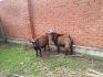 Продам камерунских коз - фотография №1