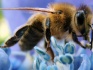 Пчелы. пчелопакеты. - фотография №2