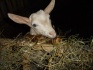 Козлята от молочных коз - фотография №6
